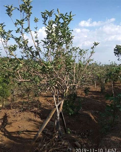 Tanah Kebun Apel Murah Dan Produktif Di Binangun Bumiaji Batu Tanah