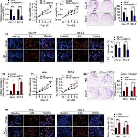 LncH2AFV1 Promotes Head And Neck Squamous Cell Carcinoma HNSCC Cell