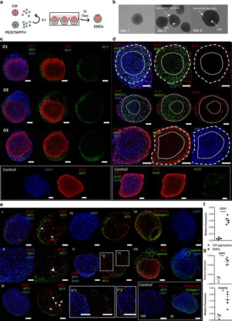 Co Culture Of PE STM PFH Cells With CMs Resulted In The Development Of