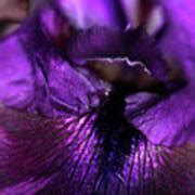 purple velvet photograph  debbie oppermann fine art america