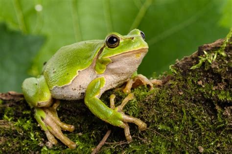 14 Frogs Of Michigan Id Guide With Photos And Calls