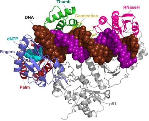 Reverse Transcription Of Retroviruses And Ltr Retrotransposons Pmc