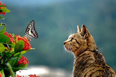 Curious Cat Looking At A Swallowtail Butterfly By Geniusad96 Image Abyss