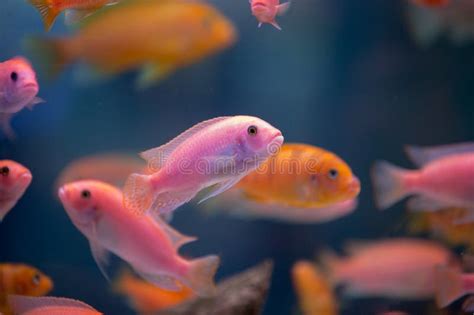 Pink Fishes In The Aquarium Stock Image Image Of Deep Orange 52758749