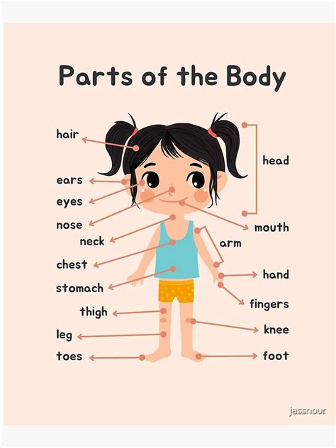 "Parts of the body educational poster" Poster for Sale by jassnour ...