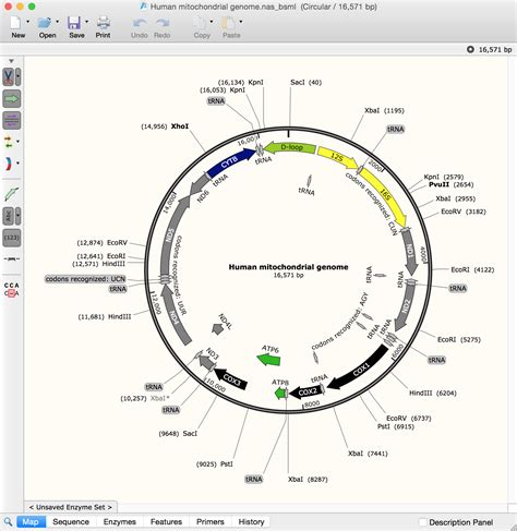 Convert Ds Gene Files To Snapgene Dna Format Snapgene