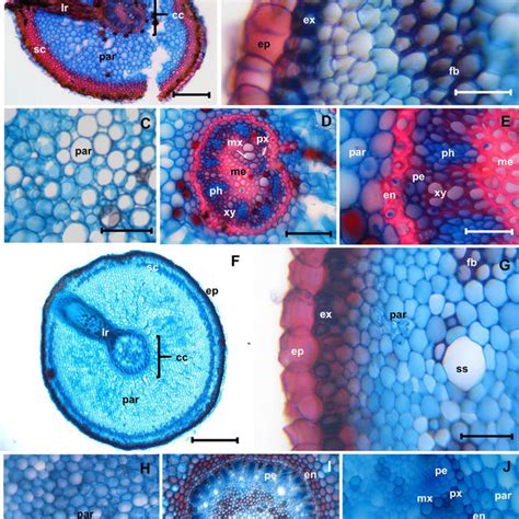 Comparison between the anatomical structure of the adventitious roots ...