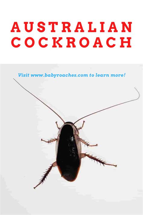 Australian Cockroach