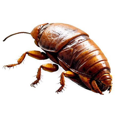 Download Flat Roach Png 05242024