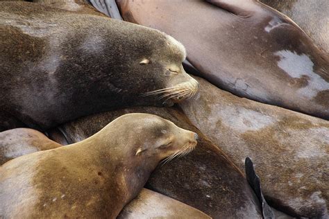 How Long Do Sea Lions Sleep Galapagos Sleeping Sea Lion