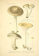 Category Clitocybe Fragrans Wikimedia Commons