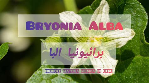 Bryonia Alba برائیونیا آلبا Bryonia Alba Homeopathic Medicine In