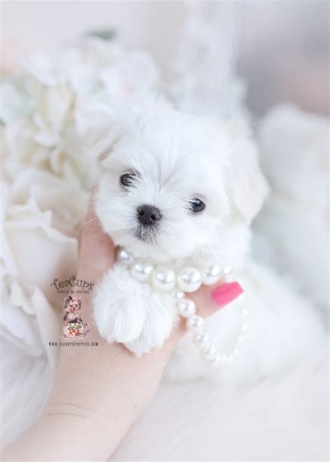 Teacup And Toy Maltese Puppies Teacup Puppies Boutique