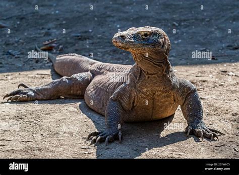 Ecosistema Del Drago Di Komodo Immagini E Fotografie Stock Ad Alta