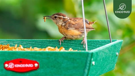 choosing   bird feeder  wrens   fill