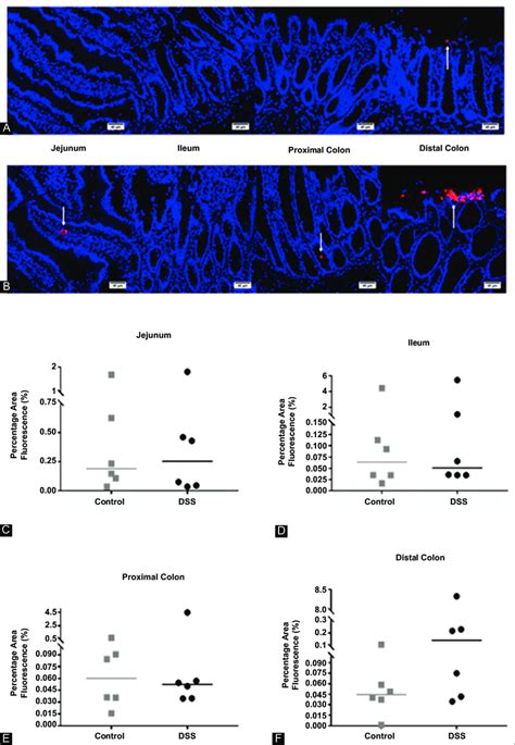 Representative 4′6 Diamidino 2 Phenylindole Dapi High Resolution Download Scientific Diagram