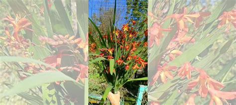 Монтбреция -японский гладиолус купить в Москве | Хобби и отдых | Авито