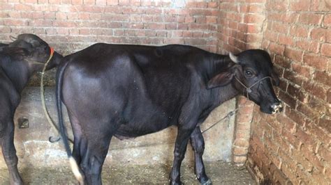 Black Men Male Murrah Buffalo Calf, 120 To 150 Kg at Rs 12000/piece in ...