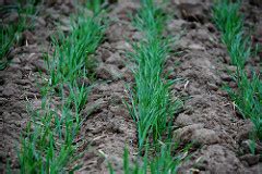 Starter fertilizers for wheat can pay if used correctly