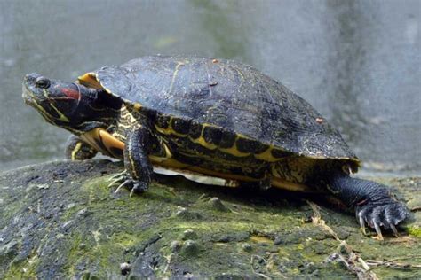 C Mo Mantener Una Tortuga De Orejas Rojas Feliz Y Saludable En Su