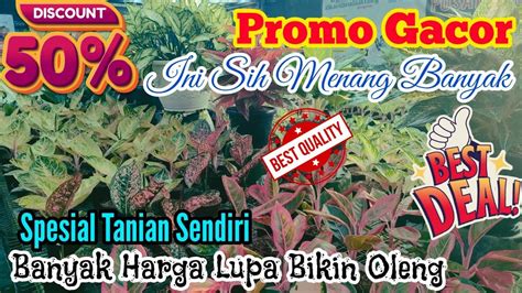 PROMO GACOR Aglaonema Spesial Tanian Sendiri Harga Masuk Banget Ini