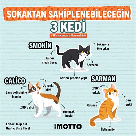 Sokaktan sahiplenebileceğin üç kedi