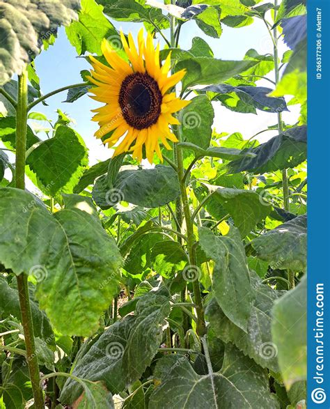 Bees Are Sunflower Hosts They Help Pollination So It Helps The Bees