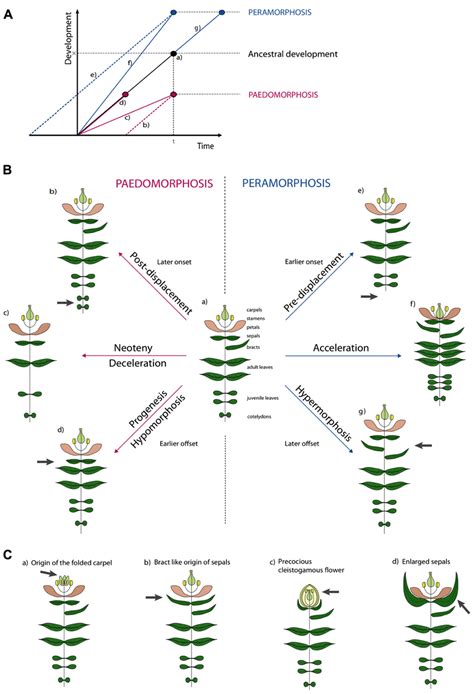 Frontiers Heterochronic Genes In Plant Evolution And Development