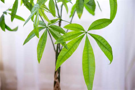 What to Know About Feng Shui Money Plants