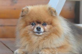 Pomeranian Dog Names - Over 300 Gorgeous Ideas! - PetPress