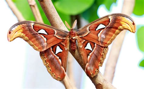 Atlas Moth - Species Profile & Facts - Insectic