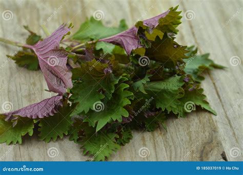 Perilla Leaves, a Healthy Herb Stock Image - Image of aromatic ...