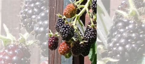 Саженцы ежевики купить в Москве | Товары для дома и дачи | Авито