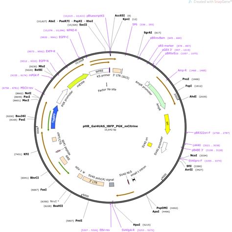 Addgene Phr Gal Uas Tbfp Pgk Mcitrine