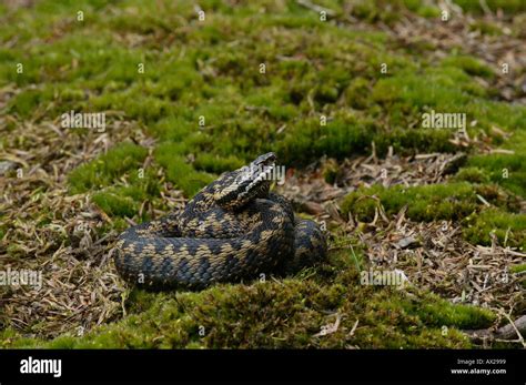 Serpiente En El Suelo Fotograf As E Im Genes De Alta Resoluci N Alamy