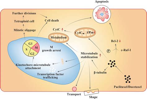 Frontiers Platinum And Taxane Based Adjuvant And Neoadjuvant