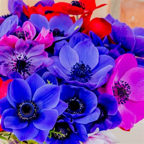 Anemone Monarch de Caen Mix | Mixed Anemone coronaria Bulbs – Easy To ...