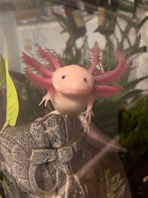 Heres A Picture Of My First Axolotl Since This Picture Ive Removed