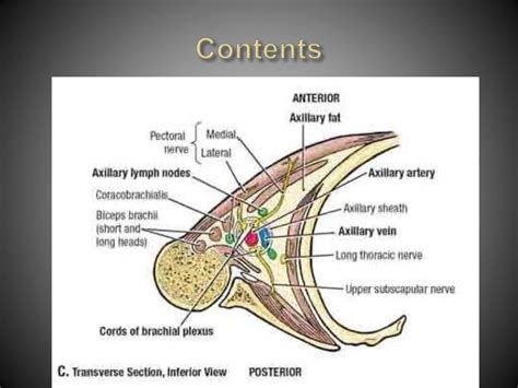 Anatomy of Axilla