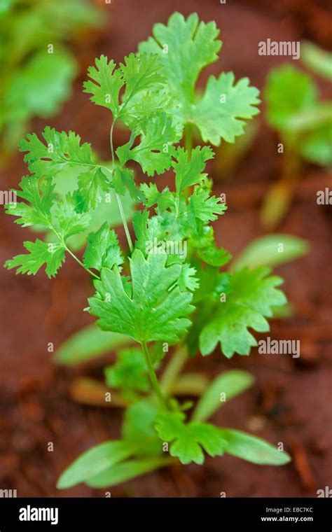 Coriander Hara Dhania Leaves Coriandrum Sativum Stock Photo Alamy