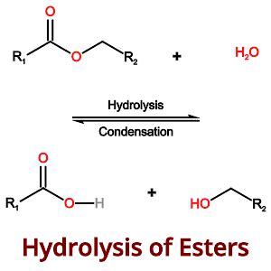 Condensation vs. Hydrolysis: A Complete Comparison - PSIBERG