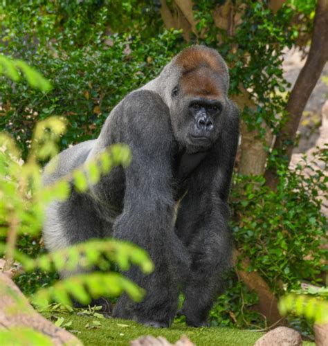 Gorilas de Llanura Occidental Gorilla gorilla gorilla • Loro Parque