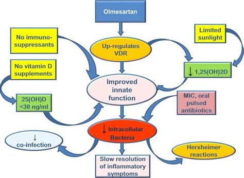 Effect Of Treatment With Olmesartan And Antibiotics On Inflammatory