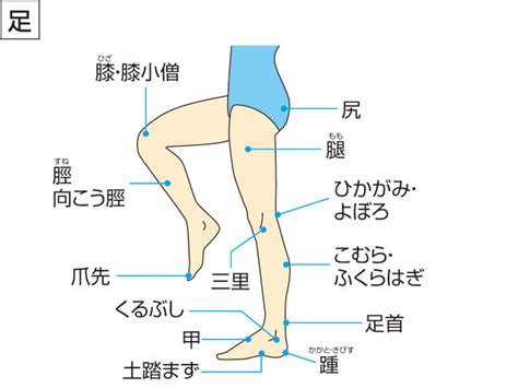 「ふくらはぎ」の意味や使い方 わかりやすく解説 Weblio辞書