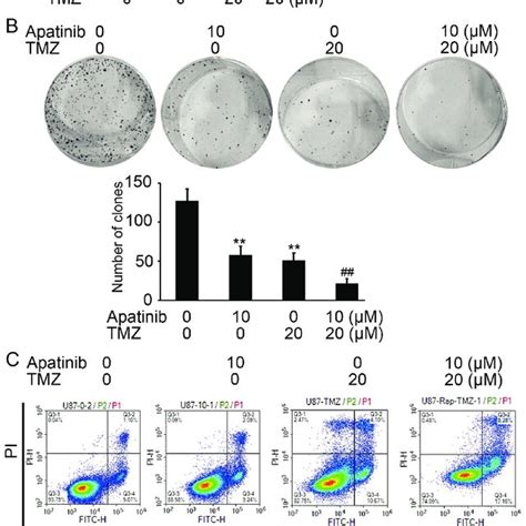 Apatinib Enhances Tmz Mediated Cell Growth Inhibition A Viability Of