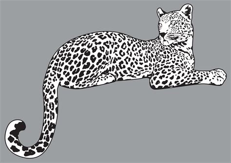 Ilustra O Detalhada Do Vetor Leopardo Desenho De On A Vetor