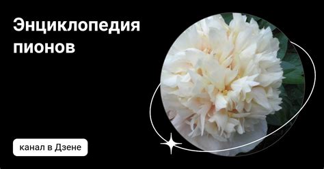 Энциклопедия пионов | Дзен