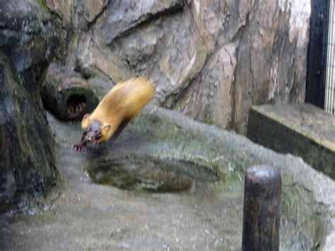 夏のテン動物トピックス｜ブログ野毛山動物園公式サイト｜公益財団法人 横浜市緑の協会