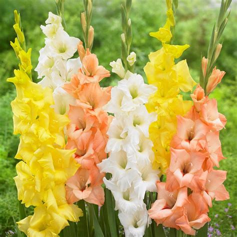 Gladiolus Summer Days Collection Easy To Grow Bulbs