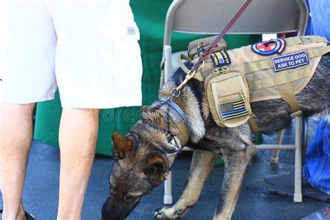 Veteran German Shepherd Service Dog Editorial Stock Image Image Of